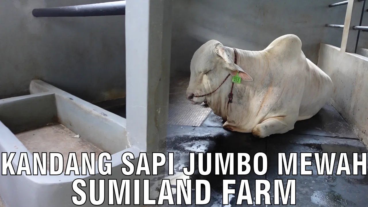 
                                 Kandang-Sapi-Jumbo-Mewah-Sumiland-Farm